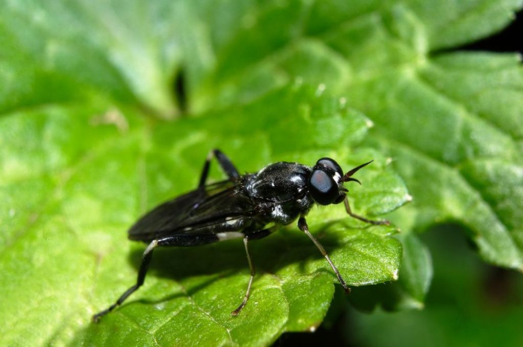 ilustrasi black soldier fly - KedaiKata.jpg